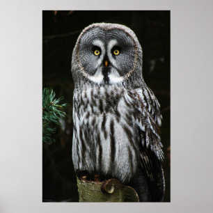 Die große graue Owl Wapcna Poster