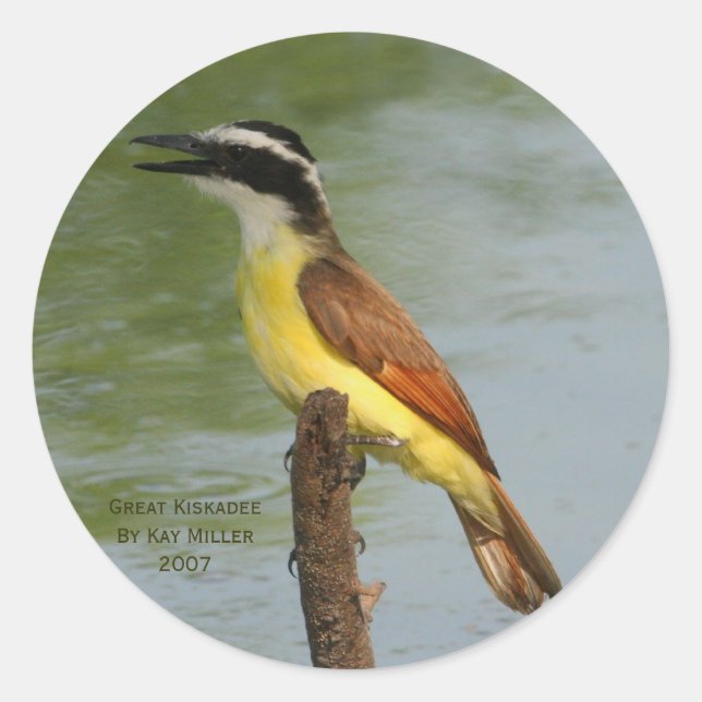 Die große Kiskadee Runder Aufkleber (Vorderseite)