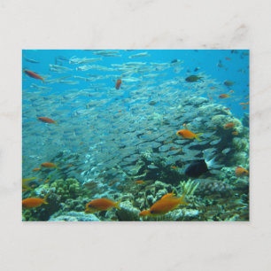 Die große Korallenbarriere in Australien Postkarte