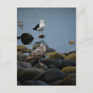 Die große schwarz-hintere Gull-Postkarte Postkarte