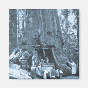 Die großen Bäume der Mariposa-Grove Magnet