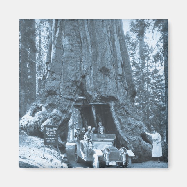 Die großen Bäume der Mariposa-Grove Magnet (Vorne)