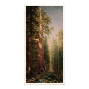 Die großen Bäume, Mariposa Grove, CA von Bierstadt Fotodruck