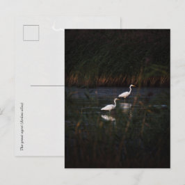 Die großen Silberreiher (Ardea alba) Vögel Postkarte