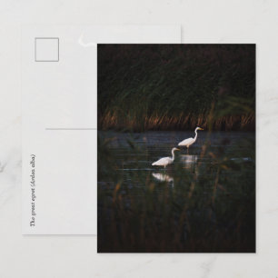 Die großen Silberreiher (Ardea alba) Vögel Postkarte
