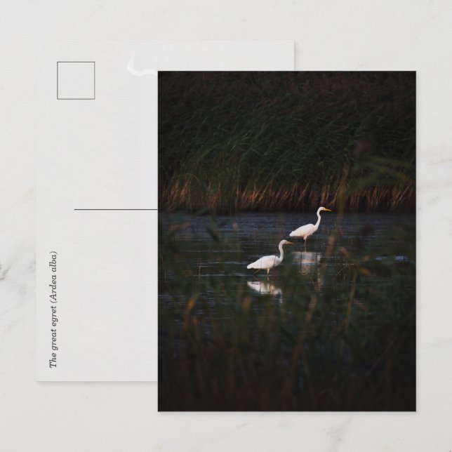 Die großen Silberreiher (Ardea alba) Vögel Postkarte (Vorne/Hinten)