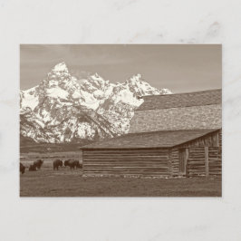 Die großen Tetons der Mormon Row Postkarte