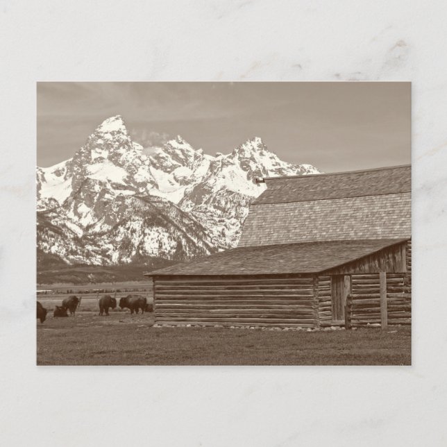 Die großen Tetons der Mormon Row Postkarte (Vorderseite)