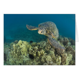 Die Grüne Meeresschildkröte, (Chelonia mydas), ist