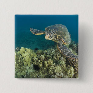Die Grüne Meeresschildkröte, (Chelonia mydas), ist Button