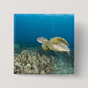 Die Grüne Meeresschildkröte, (Chelonia mydas), ist Button