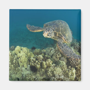 Die Grüne Meeresschildkröte, (Chelonia mydas), ist Magnet