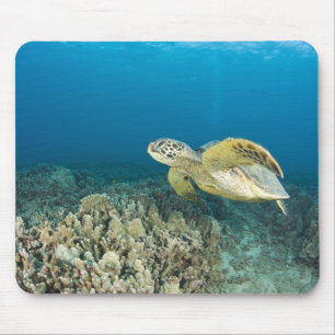 Die Grüne Meeresschildkröte, (Chelonia mydas), ist Mousepad
