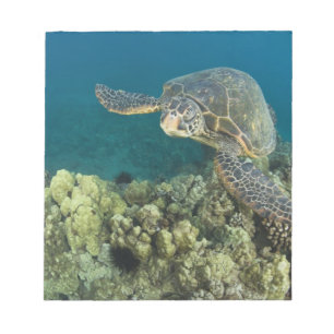 Die Grüne Meeresschildkröte, (Chelonia mydas), ist Notizblock