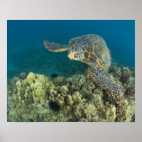 Die Grüne Meeresschildkröte, (Chelonia mydas), ist