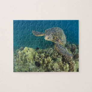 Die Grüne Meeresschildkröte, (Chelonia mydas), ist Puzzle