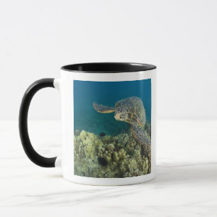 Die Grüne Meeresschildkröte, (Chelonia mydas), ist Tasse