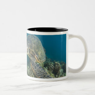 Die Grüne Meeresschildkröte, (Chelonia mydas), ist Zweifarbige Tasse