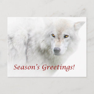 Die Grüße der Saison - White Wolf Postkarte