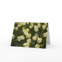 Die Grußkarte "White Tulips in Boston Gardens"