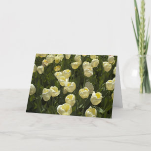 Die Grußkarte "White Tulips in Boston Gardens" Karte
