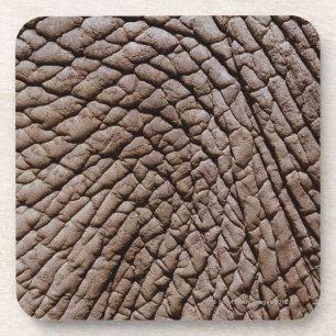 Die Haut des afrikanischen Elefanten (Loxodonta Untersetzer