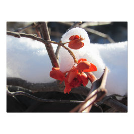 "Die Heiligkeit des Hibernation" Fotodruck