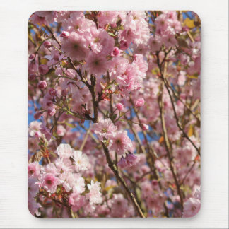 Die helle Frühlingsfarbe der Kirschblüte Mousepad