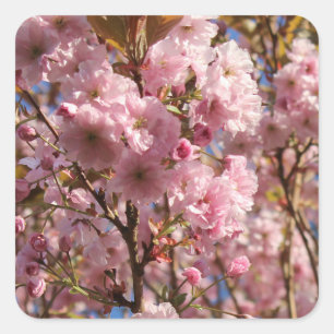Die helle Frühlingsfarbe der Kirschblüte Quadratischer Aufkleber