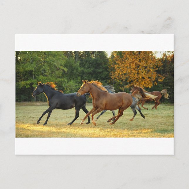 Die Herde Postkarte (Vorderseite)