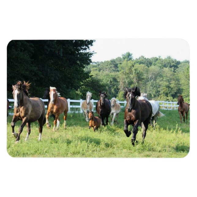 Die Herde und der Herdmaster Magnet (Horizontal)