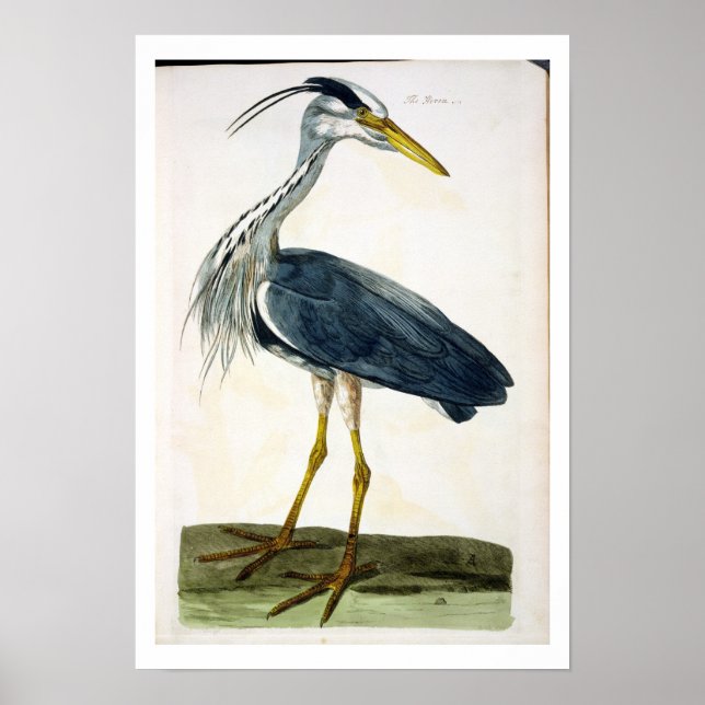 Die Heron (Ardea cinerea) Platte von "The British Poster (Vorne)