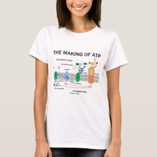Die Herstellung von Atp (lichtabhängige T-Shirt