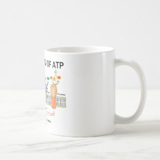 Die Herstellung von Atp (lichtabhängige Tasse