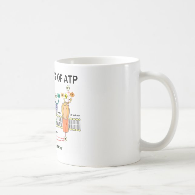 Die Herstellung von Atp (lichtabhängige Tasse (Rechts)