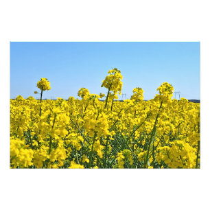 Die Horizontlinie - Farben der wilden Natur Rumäni Fotodruck