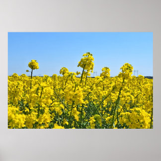 Die Horizontlinie - Farben der wilden Natur Rumäni Poster