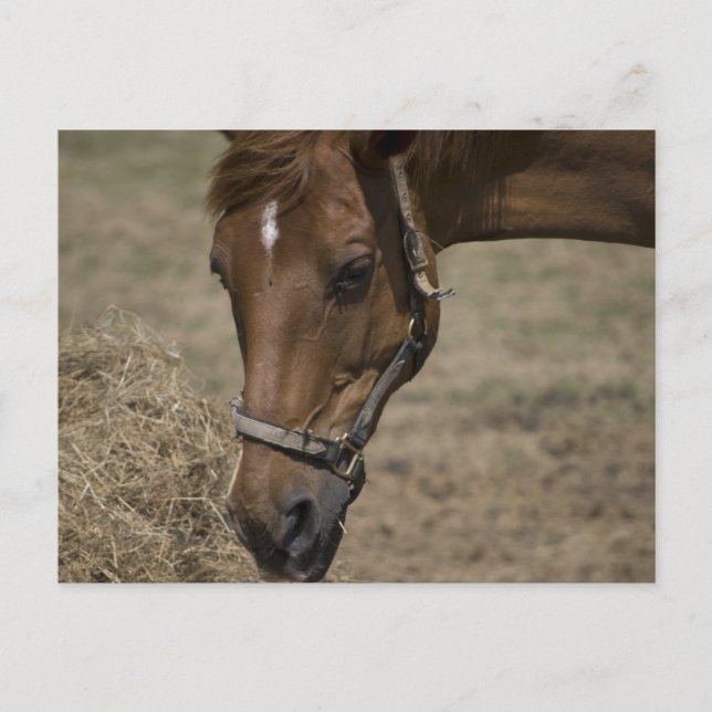 DIE HORSFLÜCHTUNG POSTKARTE (Vorderseite)