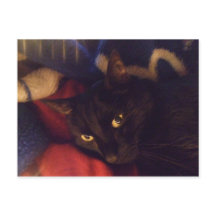 Die hübscheste Katze in der Welt