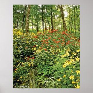 Die Hügel sind lebendig mit Wildblumen Poster