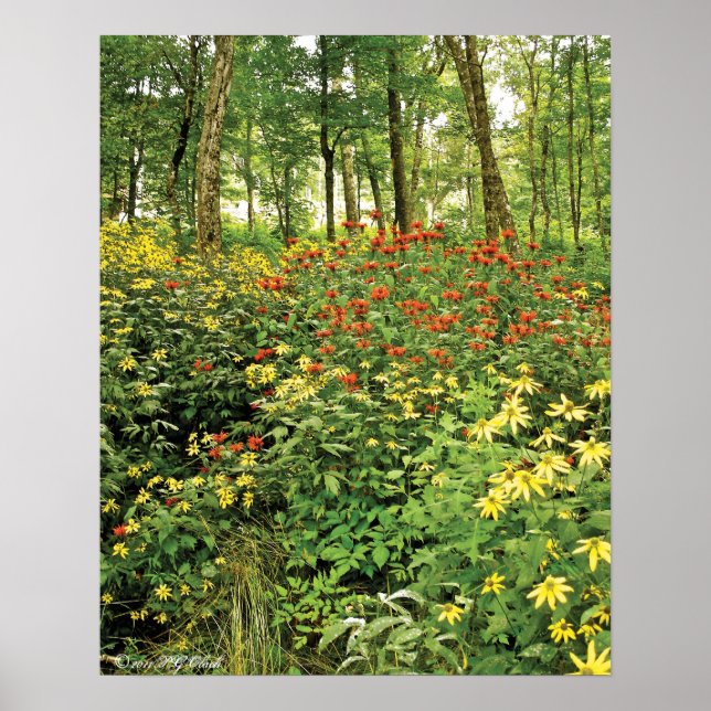 Die Hügel sind lebendig mit Wildblumen Poster (Vorne)