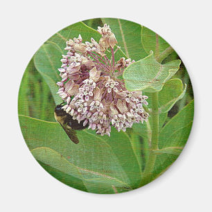 Die Hummelbiene auf der Milkweed Magnet