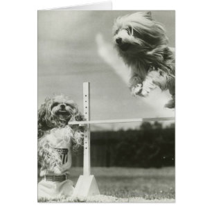 Die Hunde springend über MiniaturBar des hohen