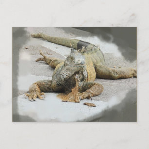 Die Iguana in Ecuador Postkarte