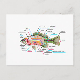 Die inneren Organe der Fische Vector Art Diagramm  Postkarte