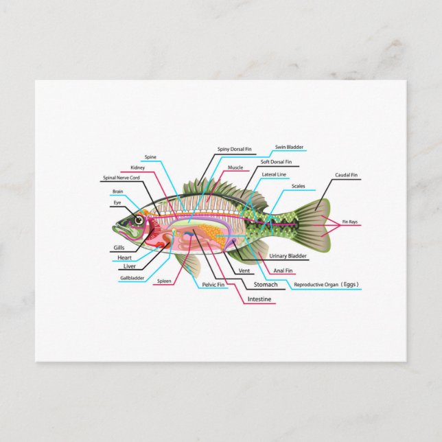Die inneren Organe der Fische Vector Art Diagramm  Postkarte (Vorderseite)