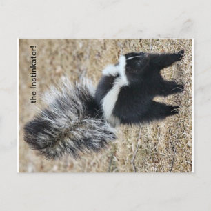 Die Instinkator-Skunk-Postkarte Postkarte