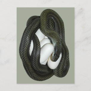 Die japanische Ratten-Schlange, schönes und Postkarte