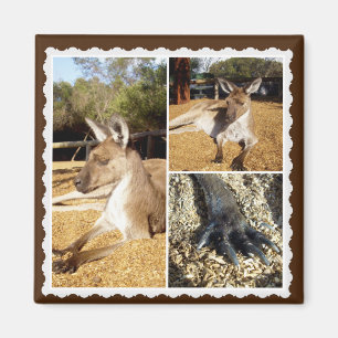 Die Kangaroo Bilderkollektion, Magnet