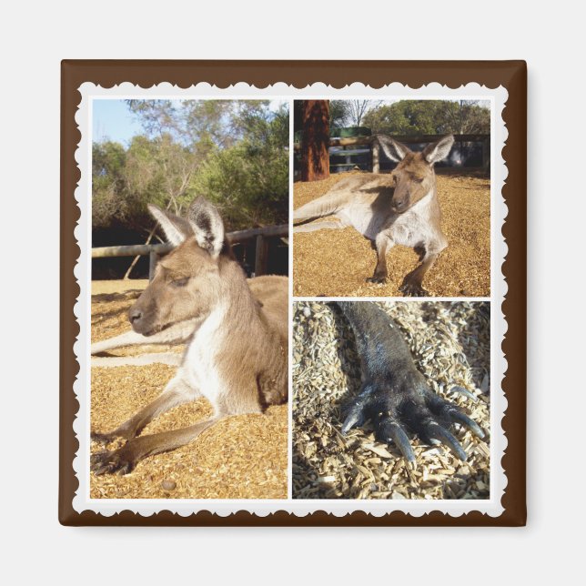 Die Kangaroo Bilderkollektion, Magnet (Vorne)